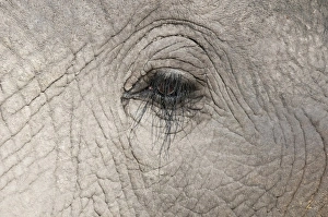 Images Dated 5th June 2009: Africa, Botswana