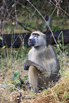 Images Dated 4th May 2011: Africa, Botswana