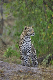 Africa, Botswana