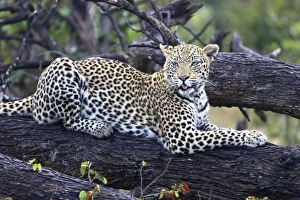 Images Dated 27th April 2011: Africa, Botswana