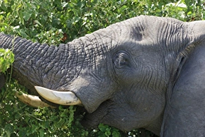 Images Dated 27th April 2011: Africa, Botswana