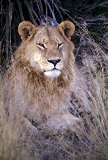 Mane Prints: Africa, Botswana. African Lion (Panthera leo)