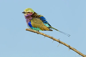 Images Dated 13th June 2014: Africa, Botswana, Chobe National Park, Lilac-Breasted Roller (Coracias caudata) resting