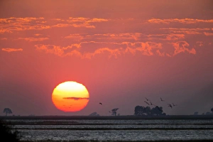 Images Dated 21st June 2014: Africa, Botswana, Chobe National Park, Morning sun silhouettes birds taking flight