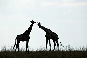 Images Dated 21st June 2014: Africa, Botswana, Chobe National Park