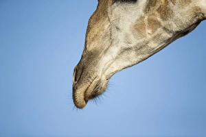 Images Dated 20th June 2014: Africa, Botswana, Chobe National Park, Close-up of Giraffe muzzle (Giraffa camelopardalis)