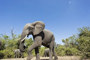 Images Dated 21st June 2014: Africa, Botswana, Chobe National Park, African Elephant (Loxodonta africana) walking