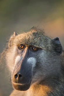 Images Dated 22nd June 2014: Africa, Botswana, Chobe National Park, Portrait of Chacma Baboon (Papio ursinus)