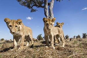 Africa, Botswana, Chobe National Park, Wide angle view of Lion cubs (Panthera leo)