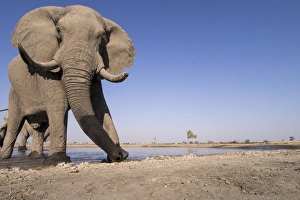 Images Dated 18th June 2014: Africa, Botswana, Chobe National Park, African Elephant (Loxodonta africana) drinking