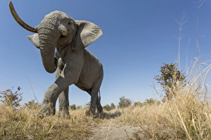 Images Dated 19th June 2014: Africa, Botswana, Chobe National Park, Low angle view of African Elephant (Loxodonta