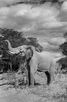 Images Dated 21st June 2014: Africa, Botswana, Chobe National Park, Elephant (Loxodonta africana) raises trunk