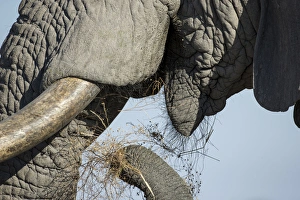 Strength Prints: Africa, Botswana, Chobe National Park