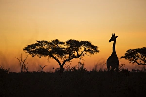Images Dated 12th June 2014: Africa, Botswana, Chobe National Park, Silhouette of Giraffe (Giraffa camelopardalis)