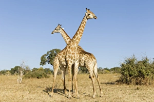 Images Dated 20th June 2014: Africa, Botswana, Chobe National Park, Giraffes (Giraffa camelopardalis) standing