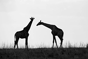 Images Dated 21st June 2014: Africa, Botswana, Chobe National Park