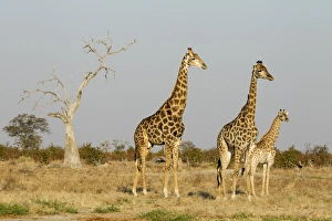 Images Dated 18th June 2014: Africa, Botswana, Chobe National Park, Giraffes (Giraffa camelopardalis) standing