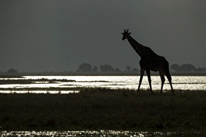 Images Dated 21st June 2014: Africa, Botswana, Chobe National Park, Silhouette of Giraffe (Giraffa camelopardalis)