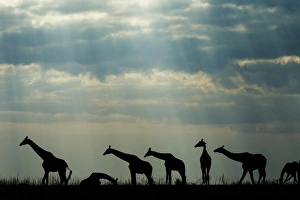 Images Dated 21st June 2014: Africa, Botswana, Chobe National Park
