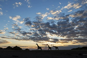 Images Dated 21st June 2014: Africa, Botswana, Chobe National Park, Silhouette of Giraffe (Giraffa camelopardalis)