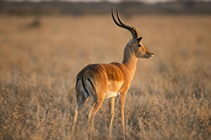 Images Dated 17th June 2014: Africa, Botswana, Chobe National Park, Adult male Impala (Aepyceros melampus) standing