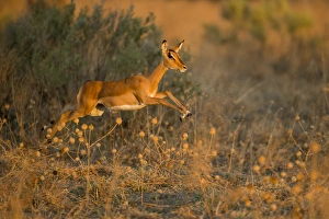 Images Dated 17th June 2014: Africa, Botswana, Chobe National Park, Impala (Aepyceros melampus) leaping in tall