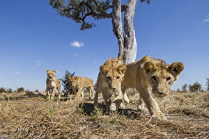 Images Dated 13th June 2014: Africa, Botswana, Chobe National Park, Wide angle view of Lion cubs (Panthera leo)
