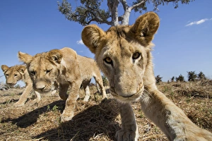 Images Dated 13th June 2014: Africa, Botswana, Chobe National Park, Wide angle view of Lion cubs (Panthera leo)