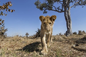 Images Dated 13th June 2014: Africa, Botswana, Chobe National Park, Wide angle view of Lion cub (Panthera leo)
