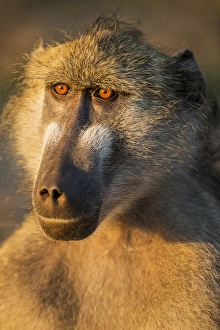 Images Dated 22nd June 2014: Africa, Botswana, Chobe National Park, Portrait of Chacma Baboon (Papio ursinus)