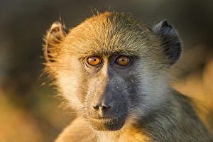 Images Dated 22nd June 2014: Africa, Botswana, Chobe National Park, Portrait of infant Chacma Baboon (Papio ursinus)