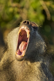 Images Dated 22nd June 2014: Africa, Botswana, Chobe National Park, Adult Male Chacma Baboon (Papio ursinus) bares