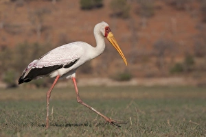 Images Dated 7th September 2010: Africa, Botswana, Chobe National Park. Saddle-billed Stork