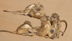 Images Dated 7th September 2010: Africa, Botswana, Chobe National Park. Young baboons at play