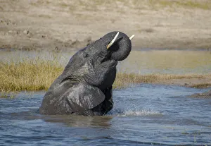 Images Dated 16th June 2017: Africa, Botswana, Chobe National Park. Elephant bathing