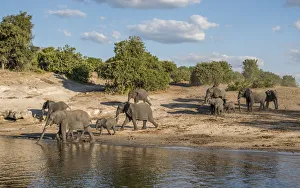 Images Dated 16th June 2017: Africa, Botswana, Chobe National Park. Elephants moving to water