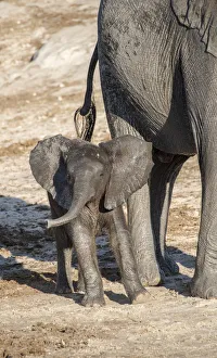 Images Dated 16th June 2017: Africa, Botswana, Chobe National Park. Juvenile elephant next to adult. Credit as