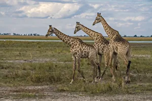 Images Dated 17th June 2017: Africa, Botswana, Chobe National Park. Giraffes in savanna