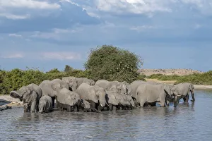 Images Dated 19th June 2017: Africa, Botswana, Chobe National Park. Elephant herd in water