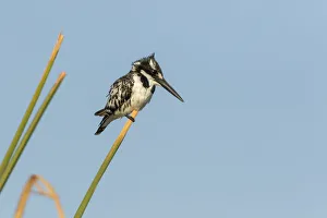 Images Dated 8th September 2017: Africa, Botswana, Chobe National Park. Pied kingfisher on papyrus stem. Credit as