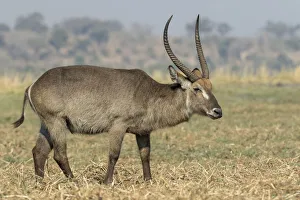 Images Dated 8th September 2017: Africa, Botswana, Chobe National Park. Close-up of waterbuck