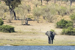 Africa, Botswana, Chobe National Park. Male African elephant at river. Credit as
