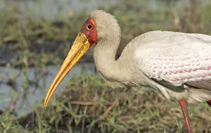 Africa, Botswana, Chobe National Park. Yellow-billed stork profile