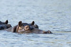 Images Dated 8th September 2017: Africa, Botswana, Chobe National Park. Hippopotamuss head above waters surface