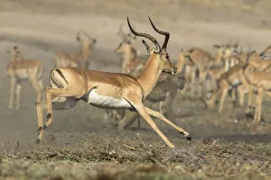 Images Dated 8th September 2017: Africa, Botswana, Chobe National Park. Running impala. Aepyceros melampus Credit as