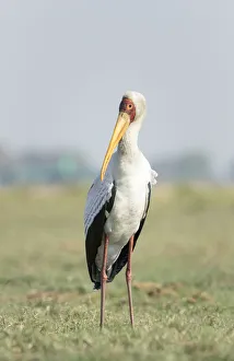 Africa, Botswana, Chobe National Park. Yellow-billed stork close-up
