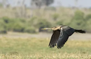 Africa, Botswana, Chobe National Park. African darter flying