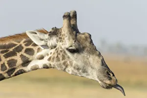 Images Dated 8th September 2017: Africa, Botswana, Chobe National Park. Close-up of giraffe neck with oxpecker bird