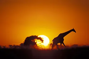 Africa, Botswana, Chobe National Park, Giraffe (Giraffa camelopardalis) walks past