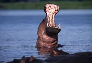 Images Dated 4th May 2009: Africa. Botswana. Chobe National Park